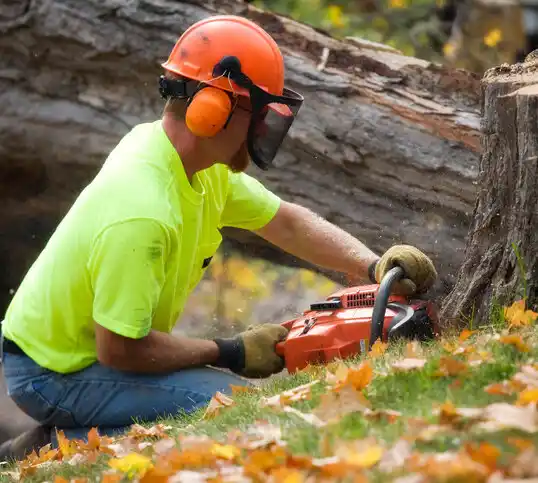 tree services Beal City